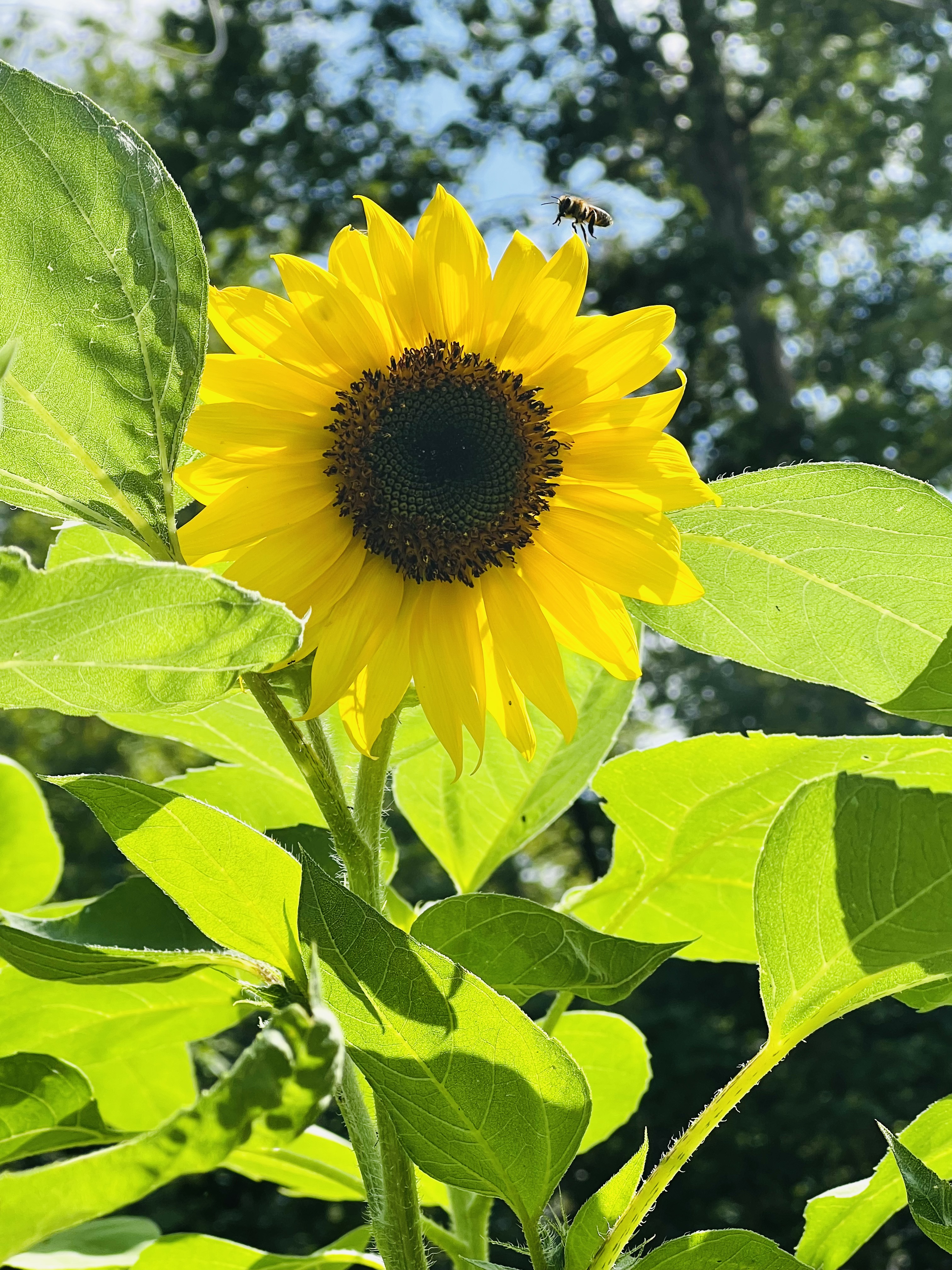 Life on the Sunny Side