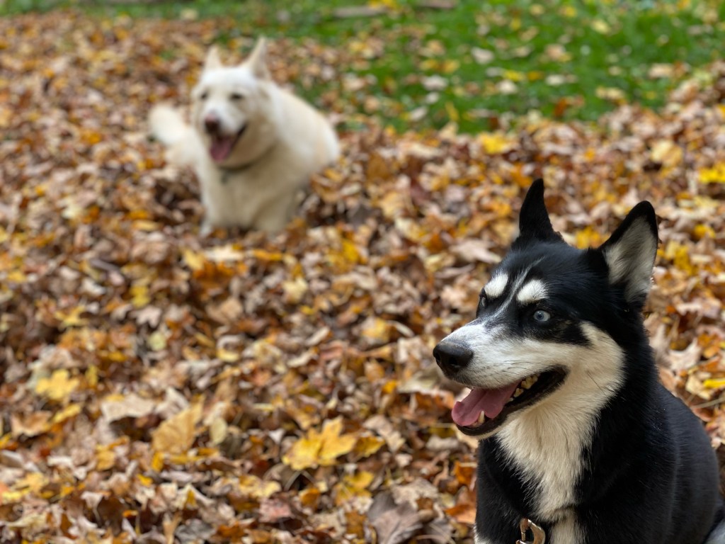 Two dogs playing in a pile of colorful autumn leaves, with a black and white dog in the foreground looking cheerful and a white dog blurred in the background.