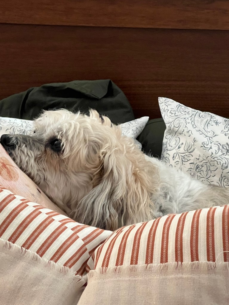 A small dog, Jacque'pot, resting comfortably on a pile of pillows, with a serene expression seen in a cozy setting.